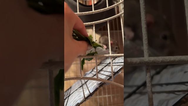Вкусно 🥰 #декоративныекрысы #животные #дамбо #крысы #мукбангроссия #крыски