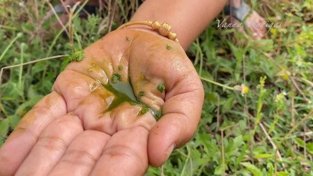 Country Grill chicken in village style | Kinatru Paasan plant benefits | Bamboo benefits