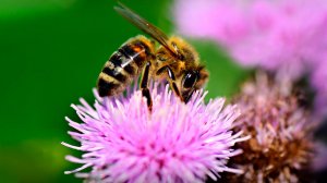 ЭТУ МУЗЫКУ МОЖНО СЛУШАТЬ ВЕЧНО! 🎵 ПОЧУВСТВУЙТЕ, КАК НАПРЯЖЕНИЕ ТАЕТ, А ТЕЛО НАПОЛНЯЕТСЯ ЭНЕРГИЕЙ!