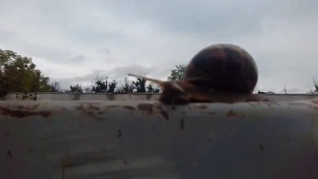 Проезд оплачивайте! смотреть онлайн