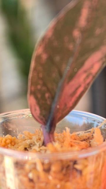 Замиокулькас вариегатный блек пинк оранж