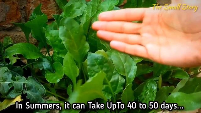 A COMPLETE GUIDE ON: How to Grow Spinach From Seeds? - Seeds To Harvest. смотреть онлайн