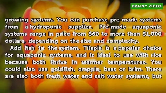 How to Grow Rice in Aquaponic Systems смотреть онлайн
