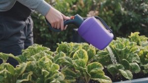 Как подготовить крыжовник к холодам - Ягоды