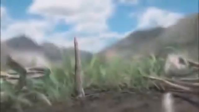 Кордицепс смотреть онлайн