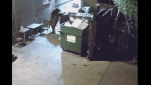 불곰국 러시아 재밌는 영상 시리즈  01