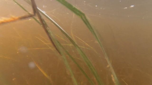 Нахлыстом на Двине ловим щуку смотреть онлайн