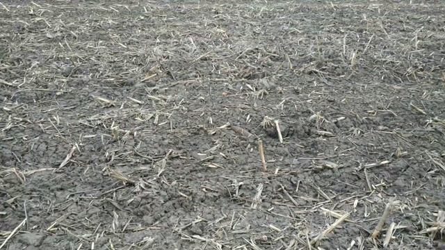 Боронування по рихленні.