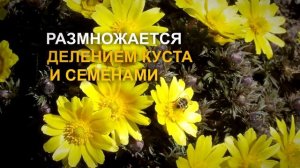 Горицвет, адонис весенний - польза и красота. Не требователен в уходе и к качеству почвы.