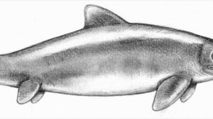 34 paleo profil mixosaurus karışık kertenkele