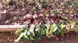 Собираю свеклу. Заморозки.