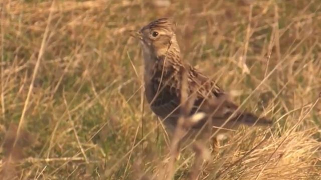 Елена Фурцева - «Жаворонок» муз. А. Морозова, сл. А. Поперечного смотреть онлайн