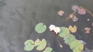 Пруд своими руками из бетона с биоплато, нимфеи.