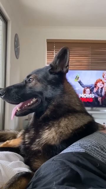 Police Dogs Never Forget смотреть онлайн