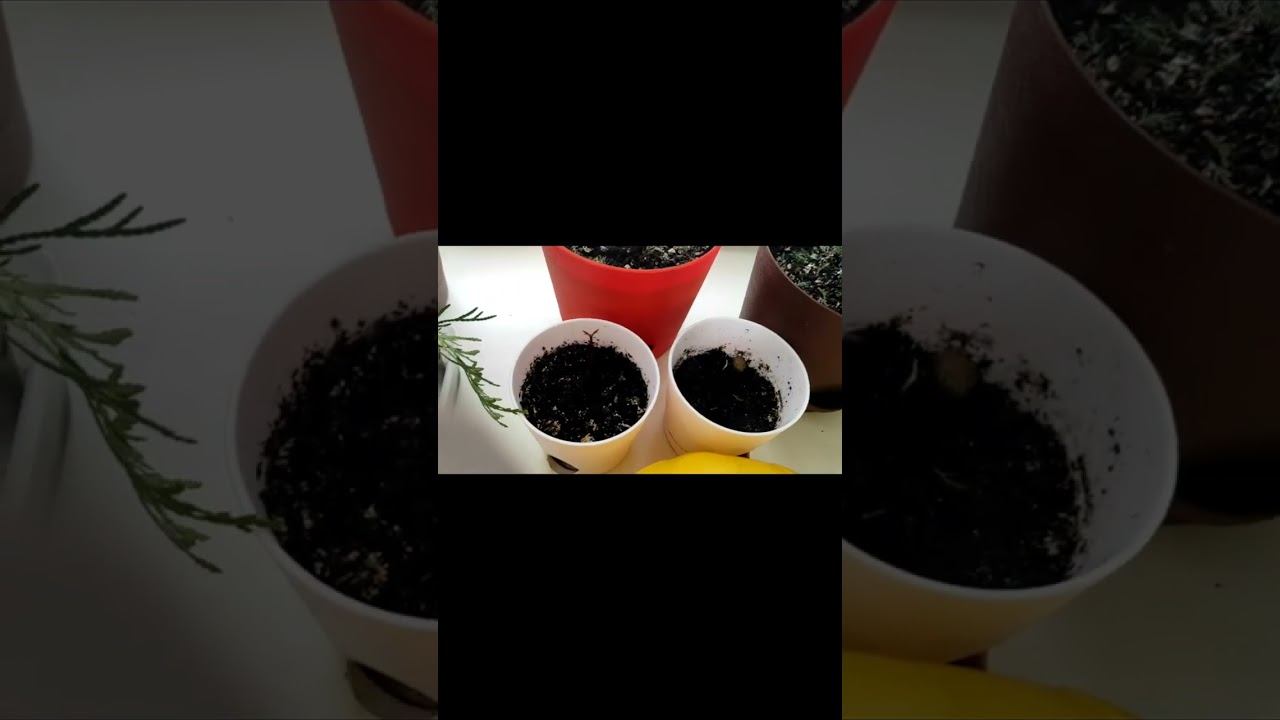 Мои планы на посадки на юге