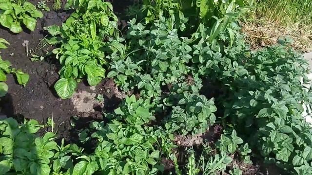 Работа дождевателя осциллирующего Karcher OS 5.320 SV. 2.645-135.0 смотреть онлайн