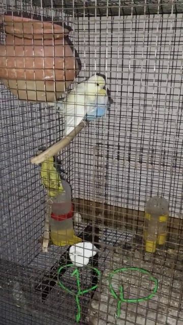 no caption needed bcz its mating time