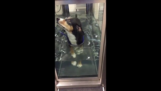 Inga - TPLO #2 - UWT - Day 12 Post-op - 9-22-15 смотреть онлайн