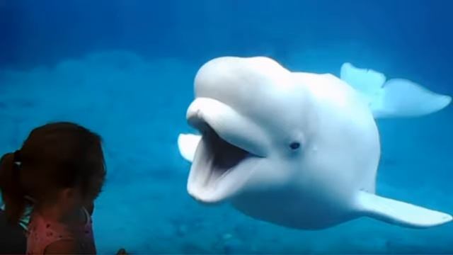 Beluga смотреть онлайн