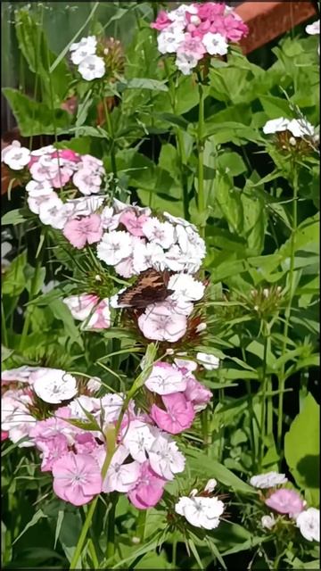 Слизни, улитки, бабочки и стрекозы | Лето Июнь смотреть онлайн