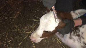 Выжигание рогов у маленьких телят(тёлочки)