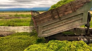 Заготовка сенажа