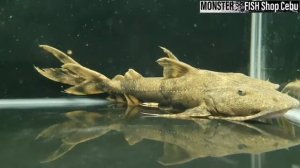 Goonch Catfish / Bagarius Yarrelli