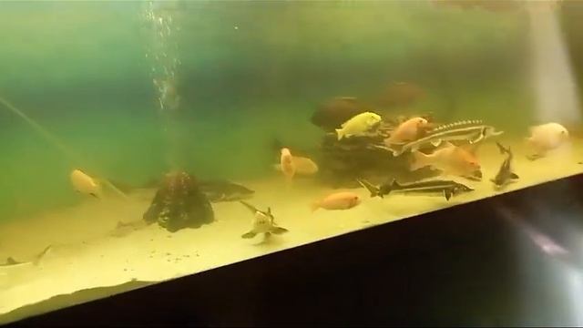 Как вырастить осетра в аквариуме для домашнего пруда смотреть онлайн