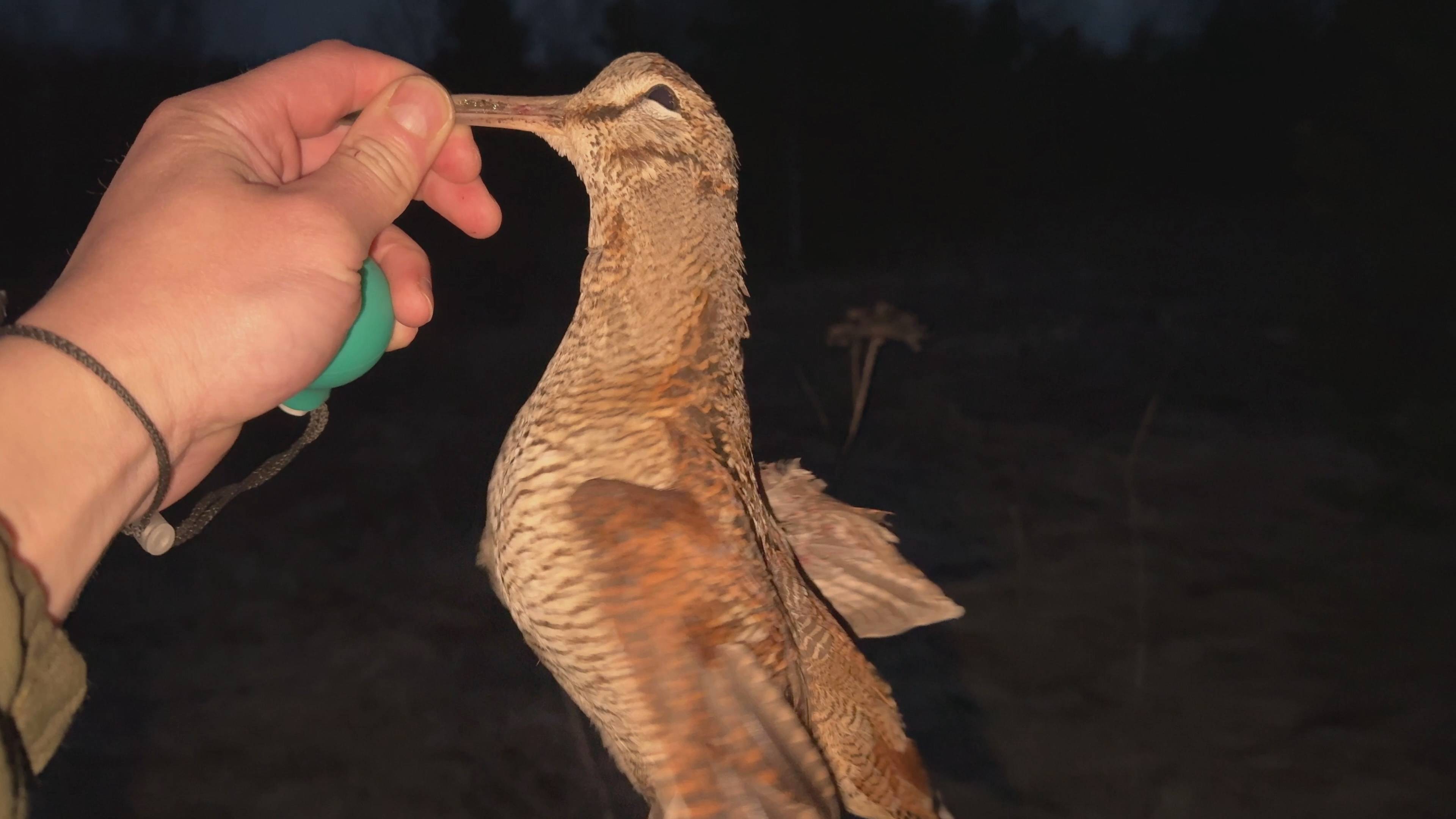 Весенняя охота. Вальдшнеп смотреть онлайн