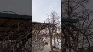 Стрижем рябину "Пендула"