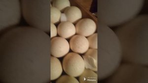 Инкубация индюков