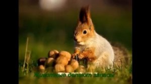 Наблюдения за осенней природой