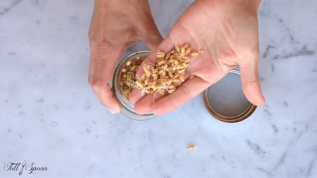 Как вырастить пшеницу?🌾