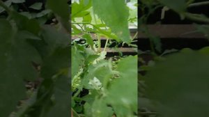 АРБУЗ СОРТА ХОЛОДОК И ЕГО УДИВИТЕЛЬНЫЕ СВОЙСТВА....