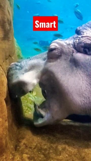 #hippo #funnyshorts #short #shorts #feeding #kudanil смотреть онлайн