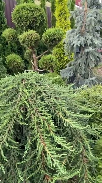 Гном бонсай ) больше интересного в моей группе телеграмм,( ссылка в шапке профиля) смотреть онлайн