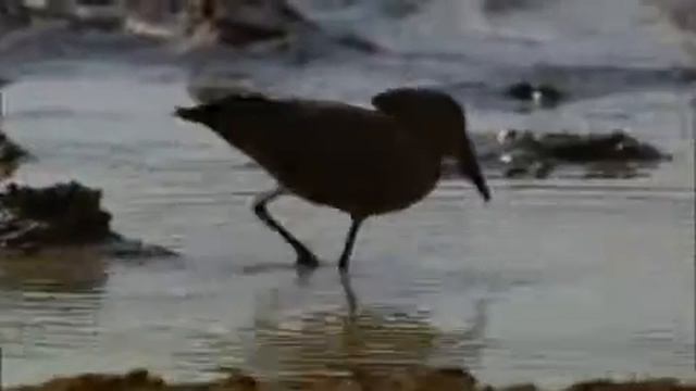 Demented Hammerkop смотреть онлайн