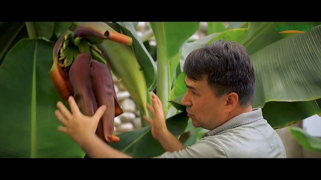 БАНАН ва ПАПАЯ етиштириш БИЗНЕСи смотреть онлайн