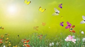 Бабочки на полянке