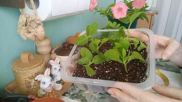 Черенкование петунии, просто🌱🌱🌱👍