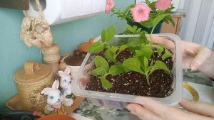 Черенкование петунии, просто🌱🌱🌱👍