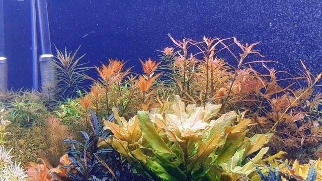 SLOW MOTION PLANTED AQUARIUM смотреть онлайн