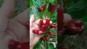 Гострий перець : Турецька квітка Бібер