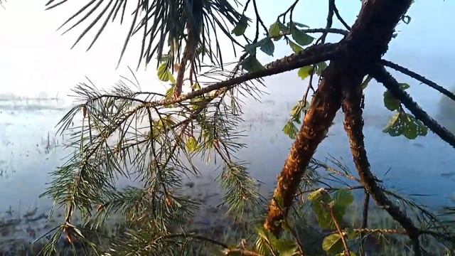  ОДНА ИЗ УТРЯНОК С ПОДСАДНОЙ.....НЮАНСИКИ