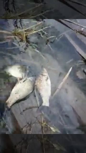 Водоем в Макеевки выпускаем карасика ПОЙМАЛ ОТПУСТИ!! смотреть онлайн