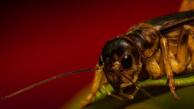 som de grilo anoite ,Звук крикета вечер ,Sound of cricket, 크리켓의 소리 смотреть онлайн