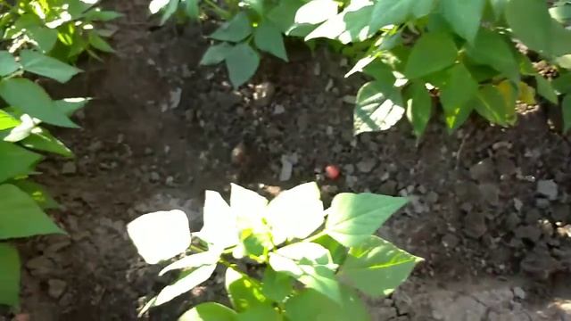 Огород огурец  и малина