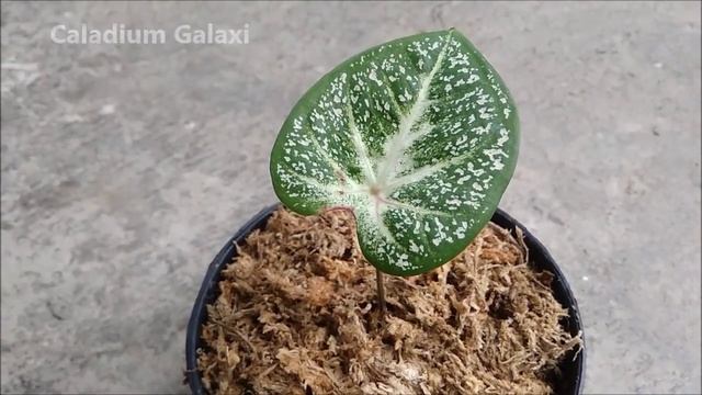 4 Type of Caladium - New Caladium Collection in My Garden смотреть онлайн