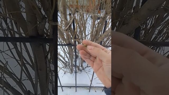 Пасхальное утро