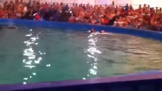 Дельфины10 смотреть онлайн